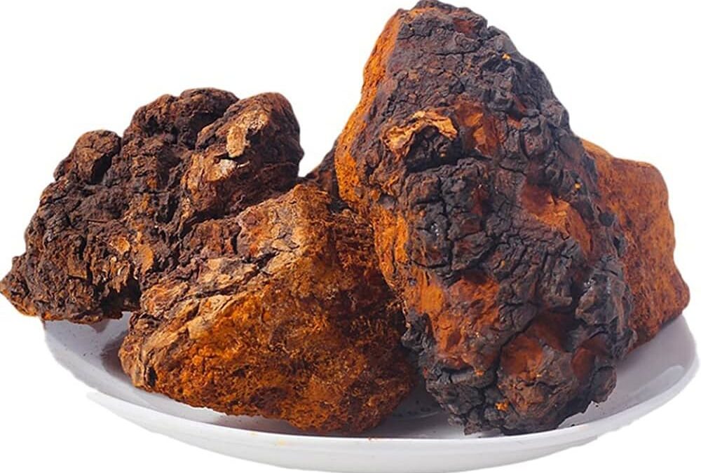 5 Surprising Potential Benefits of Chaga Mushrooms