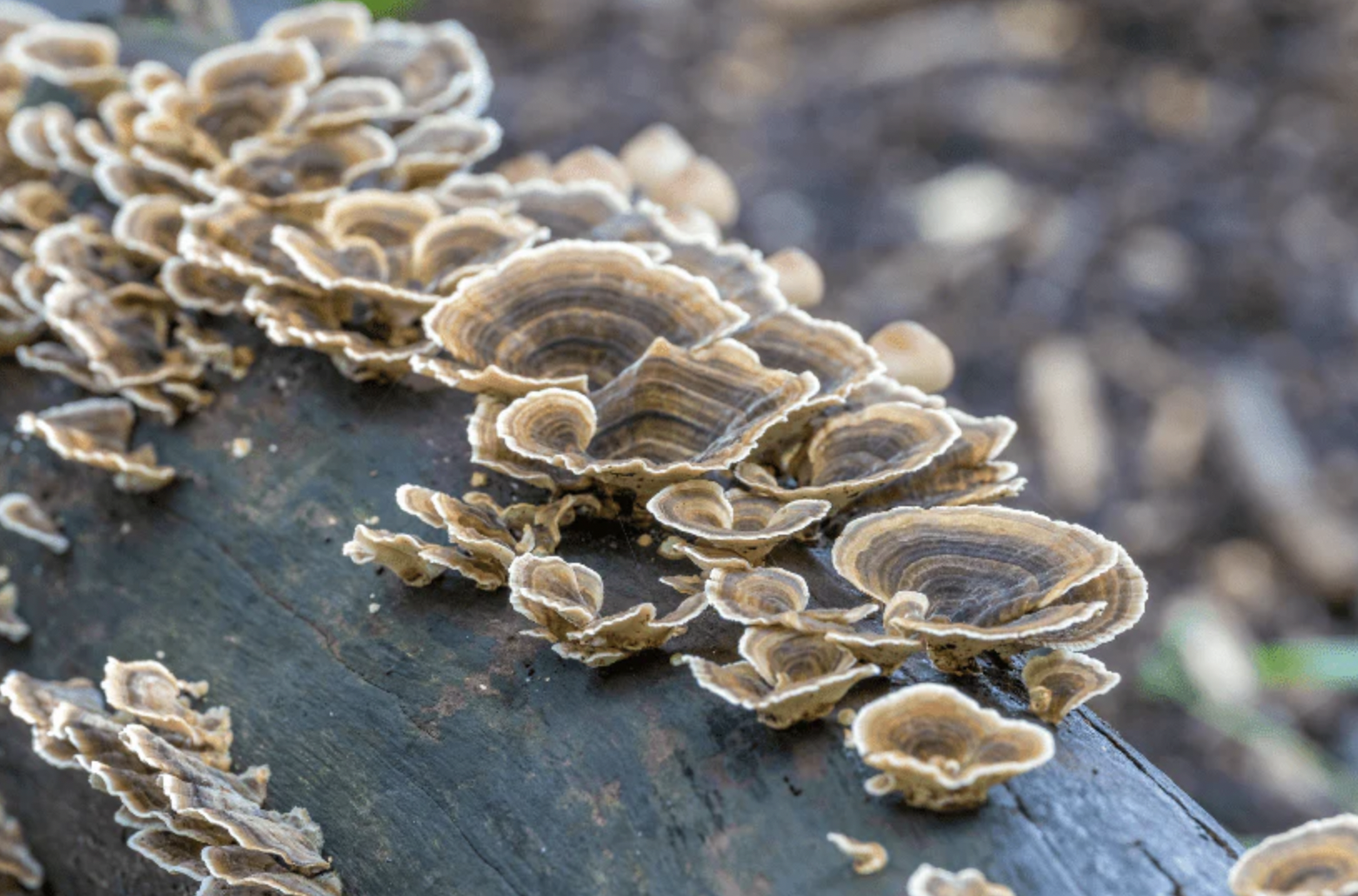 turkey tail mushroom