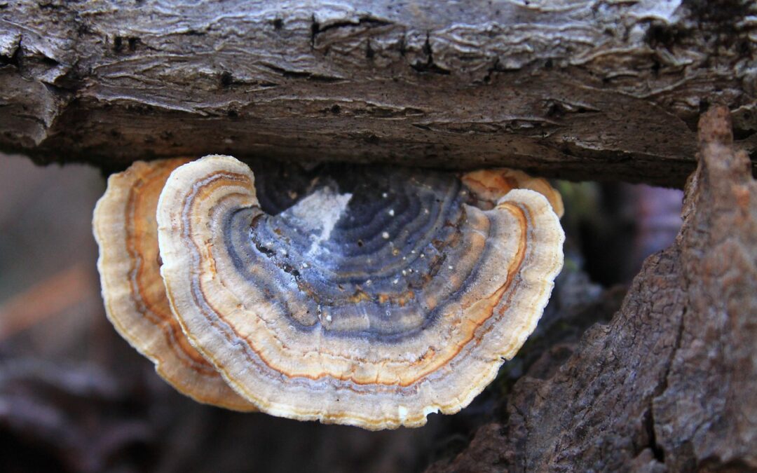 7 Surprising Potential Benefits of Turkey Tail Mushrooms